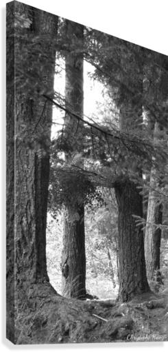 foret 3 Canvas Print