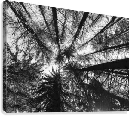 foret 2 Canvas Print