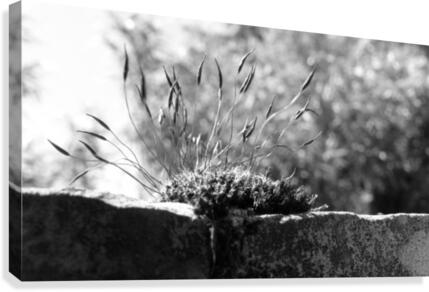 inspiration Canvas Print