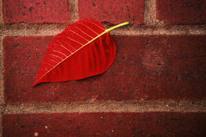 Red Leaf.Jpg