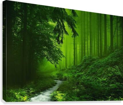 Forest Canvas Print
