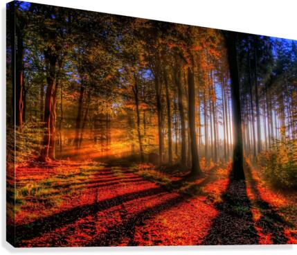 Forest Canvas Print