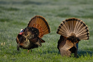 Wild Turkeys in Springtime Display