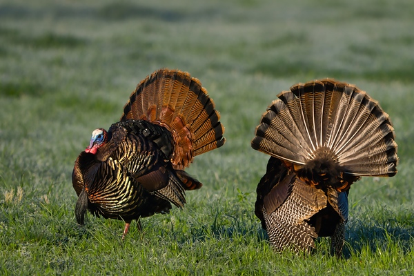 Wild Turkeys in Springtime Display by Lost on Walkabout