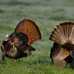 Wild Turkeys in Springtime Display
