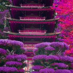 The Garden