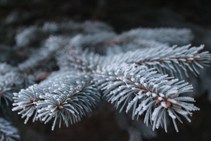 Landscape Tree Nature Forest Branch Snow