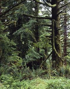 Olympic National Park.