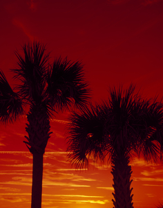 Palm trees at sunset. Print