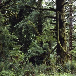 Olympic National Park.