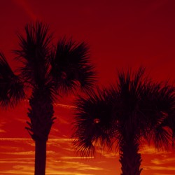 Palm trees at sunset.