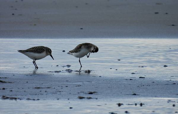 Plover Lover by Deanne M Grove