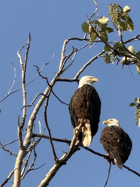 Eagles charging station by Deanne M Grove