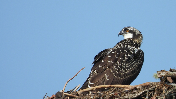 On Watch by Deanne M Grove