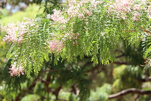 Graceful Branch with Fine Leaves by Jorge Blues