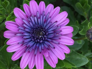 Osteospermum