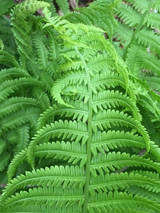 Matteuccia struthiopteris