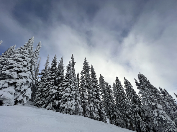 Treeline Print