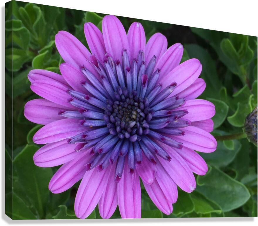 Osteospermum Canvas Print