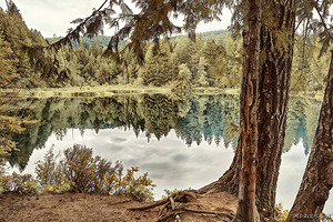 Cedar on punttledge river