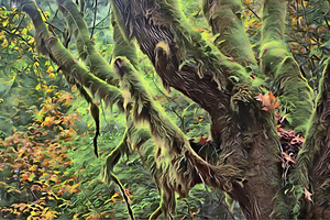 mossy maple