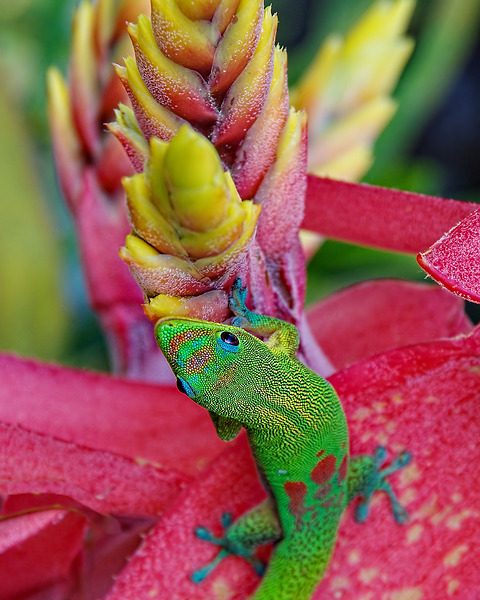 Gecko Print