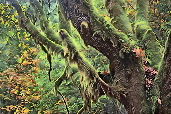 mossy maple Print