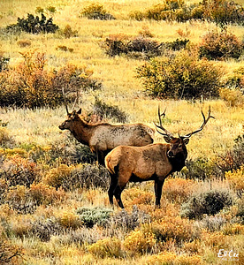 Friends in Fall Foliage