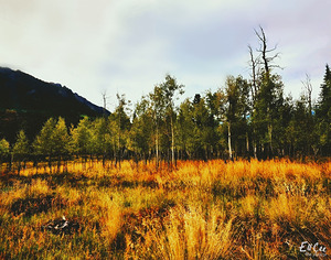 The Wicked Wood