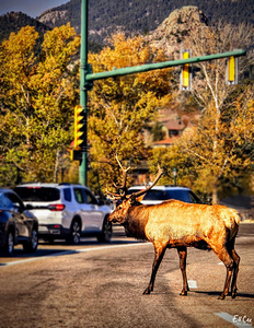 He Just Wants to Get to the River