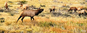 Elk Song