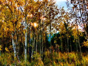 Aspen Glow