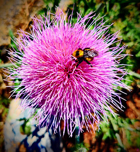 Bumble Thistle