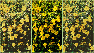 Butter Print