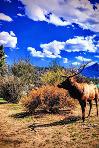 Drama King Elk