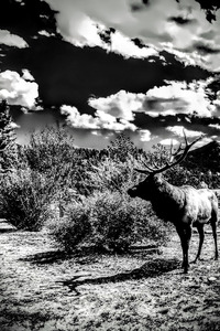 Drama Queen Elk