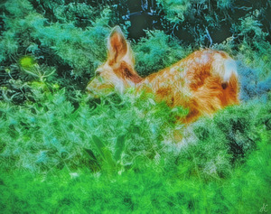 Dream Deer