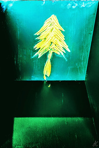 Emerald Forest Shadows