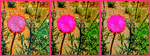 Fuchsia Rocks