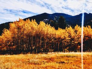 Gold Rush