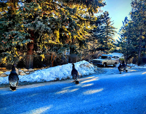 Golden Light and Turkeys