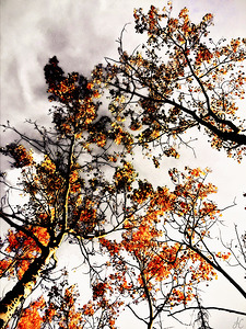 Lightning Lungs  Branches