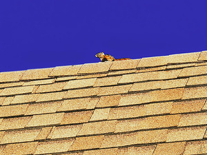 Roof Ridge Artist