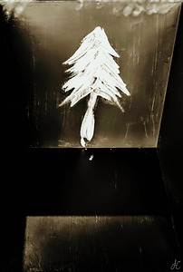 Sepia Shadowed Woods