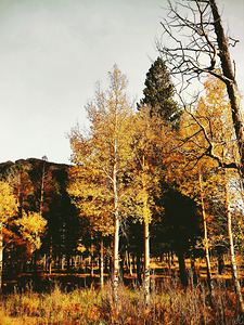 The Forest and the Trees