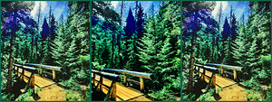 Through the Forest