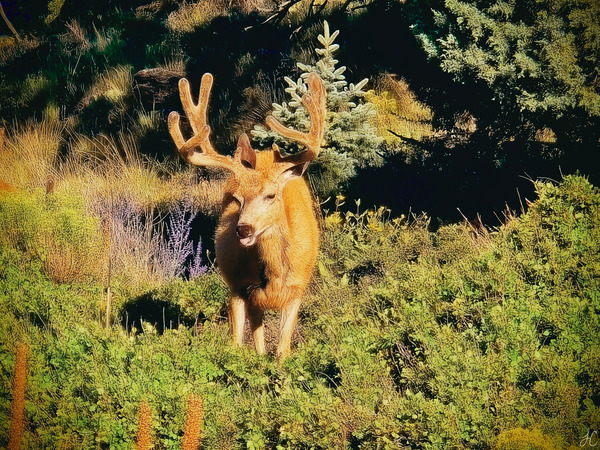 Blue Spruce Buck Print