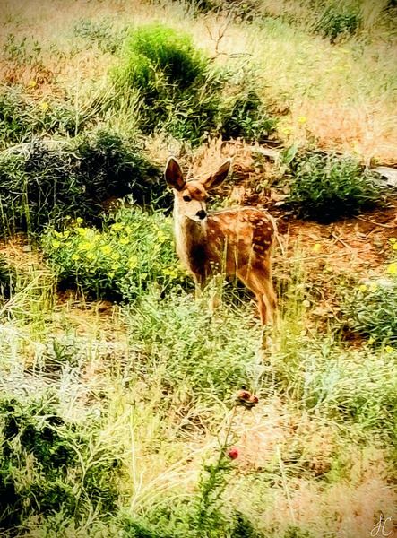 Dandelion Deer Print