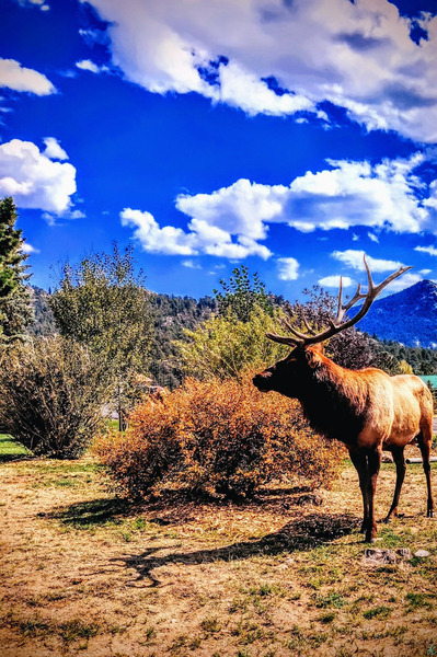 Drama King Elk Print