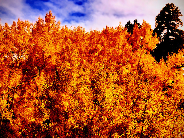 Forest Fire Print